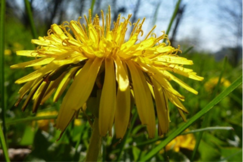 Steps To Planting A Pollinator Garden In Wisconsin