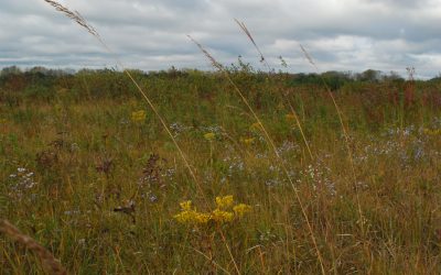 Celebrating Wisconsin’s Wetlands of International Importance