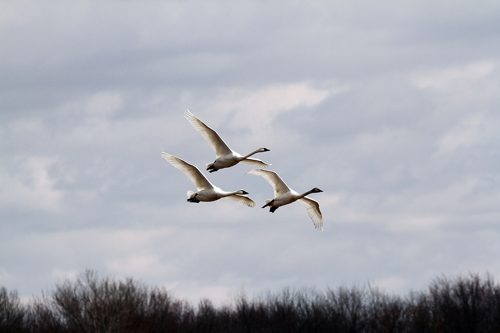 Our Wisconsin Tundra Swan Connection - Natural Resources Foundation of ...