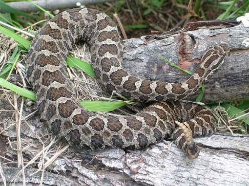 Protecting Wisconsin's Endangered and Threatened Snakes