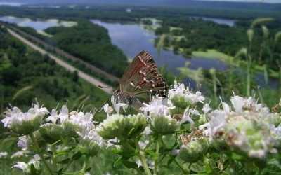 Fighting for Prairie at Battle Bluff State Natural Area