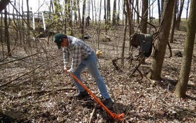 Restoration at Guckenberg-Sturm Preserve