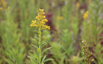 First Cherish Wisconsin Outdoors Fund grant impacts three State Natural Areas