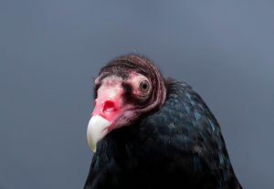Turkey Vulture. Photo by Tom Lally