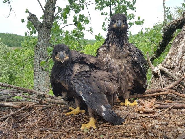 Photo of two eaglets in their nest. Taken during eagle banding Field Trip. Photo by Dan Goltz