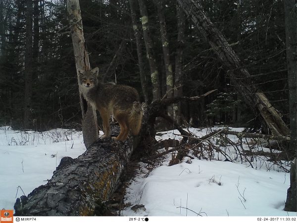 A coyote poses on a fallen tree. Photo captured by wildlife camera on Madeline Island.