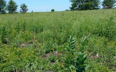 Prairie restoration at Faville Prairie SNA