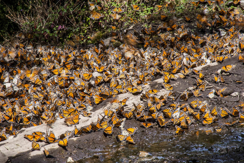 Tour Mexico with the Natural Resources Foundation