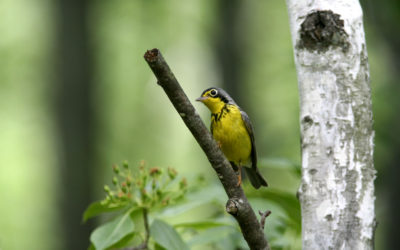 Raising Funds for Bird Conservation in Wisconsin