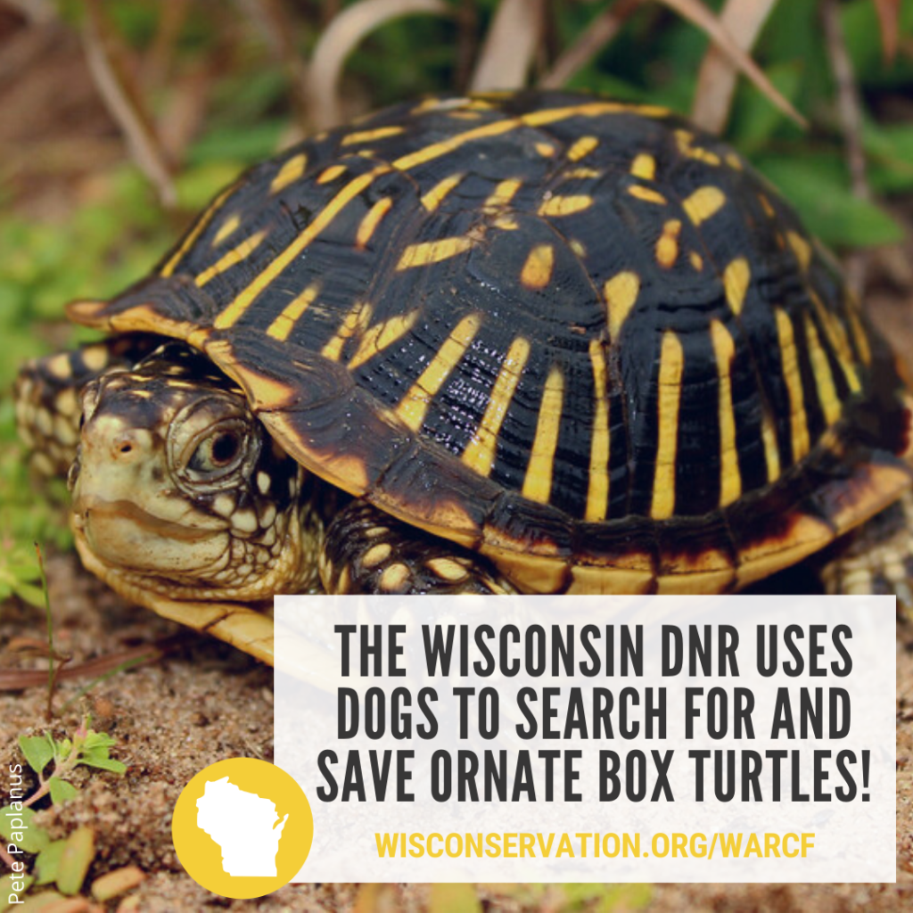 The Wisconsin Amphibian And Reptile Conservation Fund - Natural ...