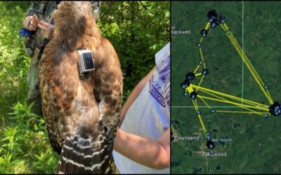 Tracking the Phantoms: A Red-shouldered Hawk Telemetry Study