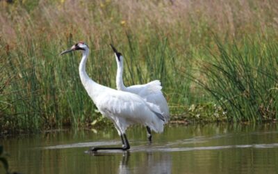 2020 Bird Protection Fund Projects