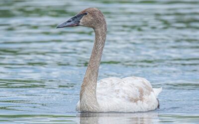 Restoring Inch Lake