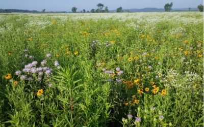 How do birds respond to land restoration?