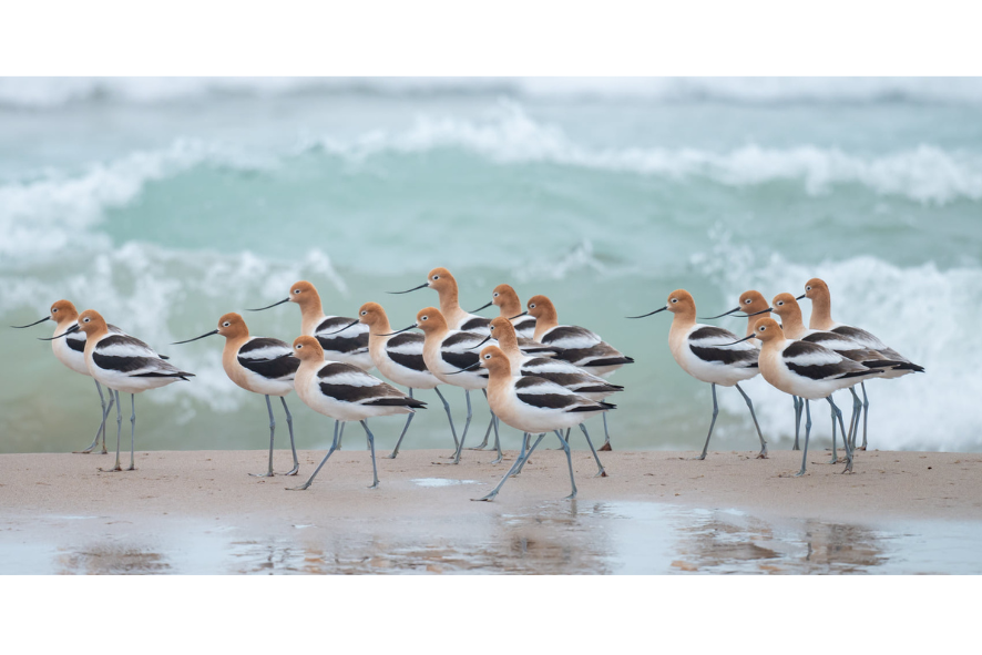 A group of American avocets walking along the beach