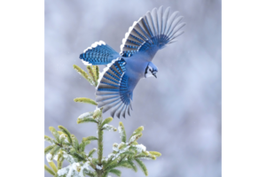 A blue jay mid take off off of a snow covered pine branch