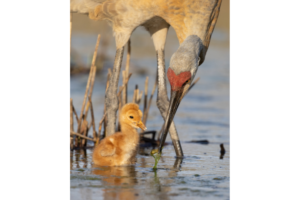 A sandhill crane bending down in the water next to a sandhill crane chick