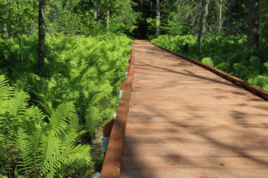 A new boardwalk stretches across an expanse of ferns