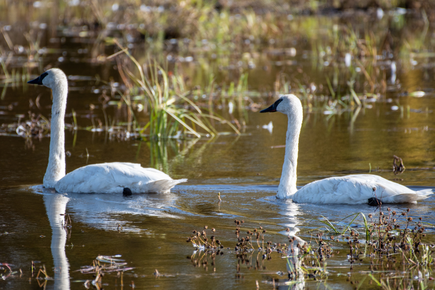 Two trumpeter swans in the water.
