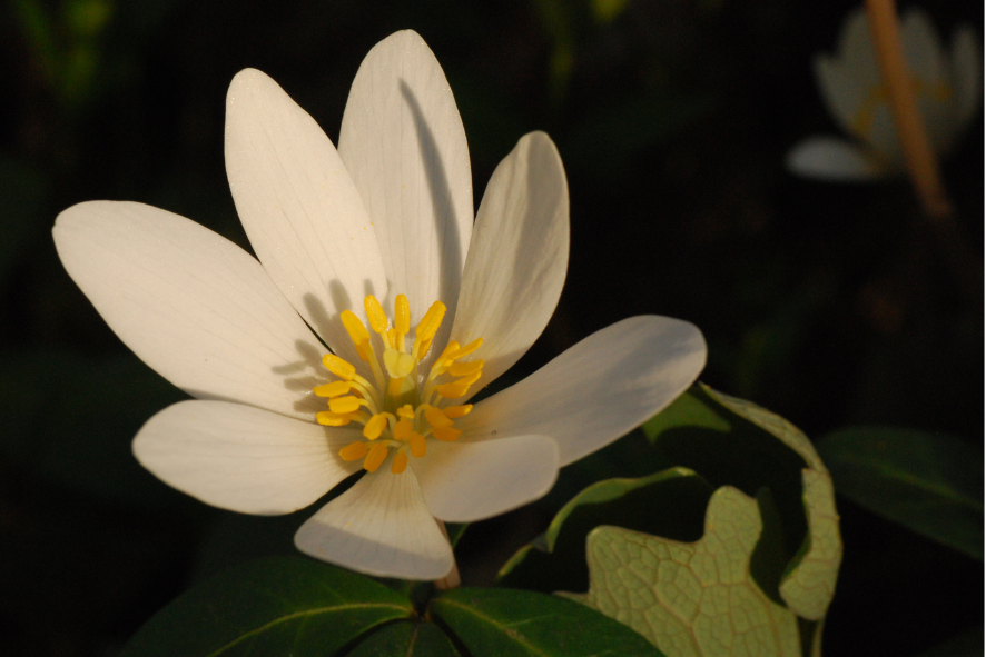 A close-up of a bloodroot wildflower.