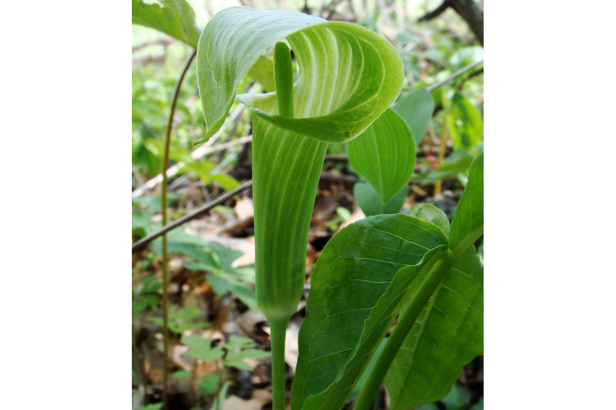 A close-up of a jack-in-the-pulpit in the grass.