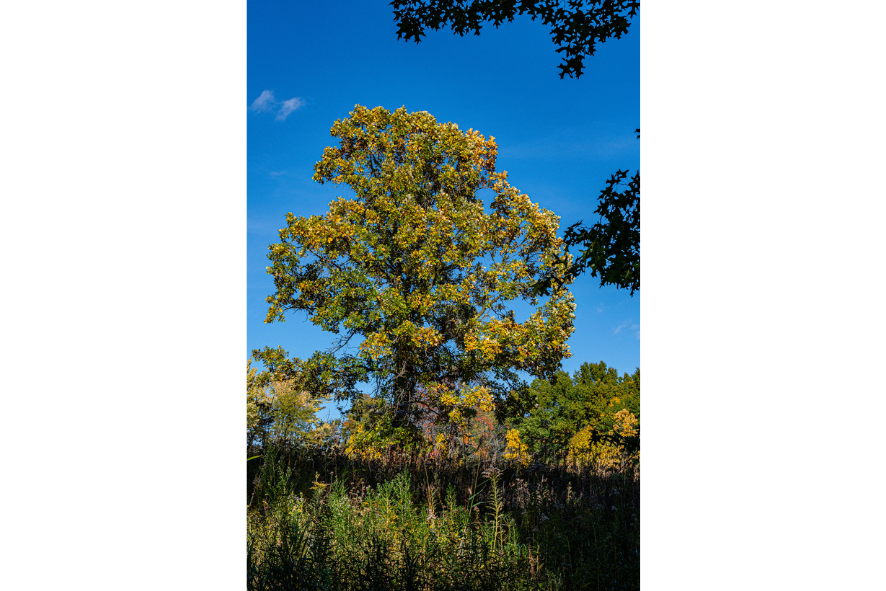 A standing oak tree in a field.
