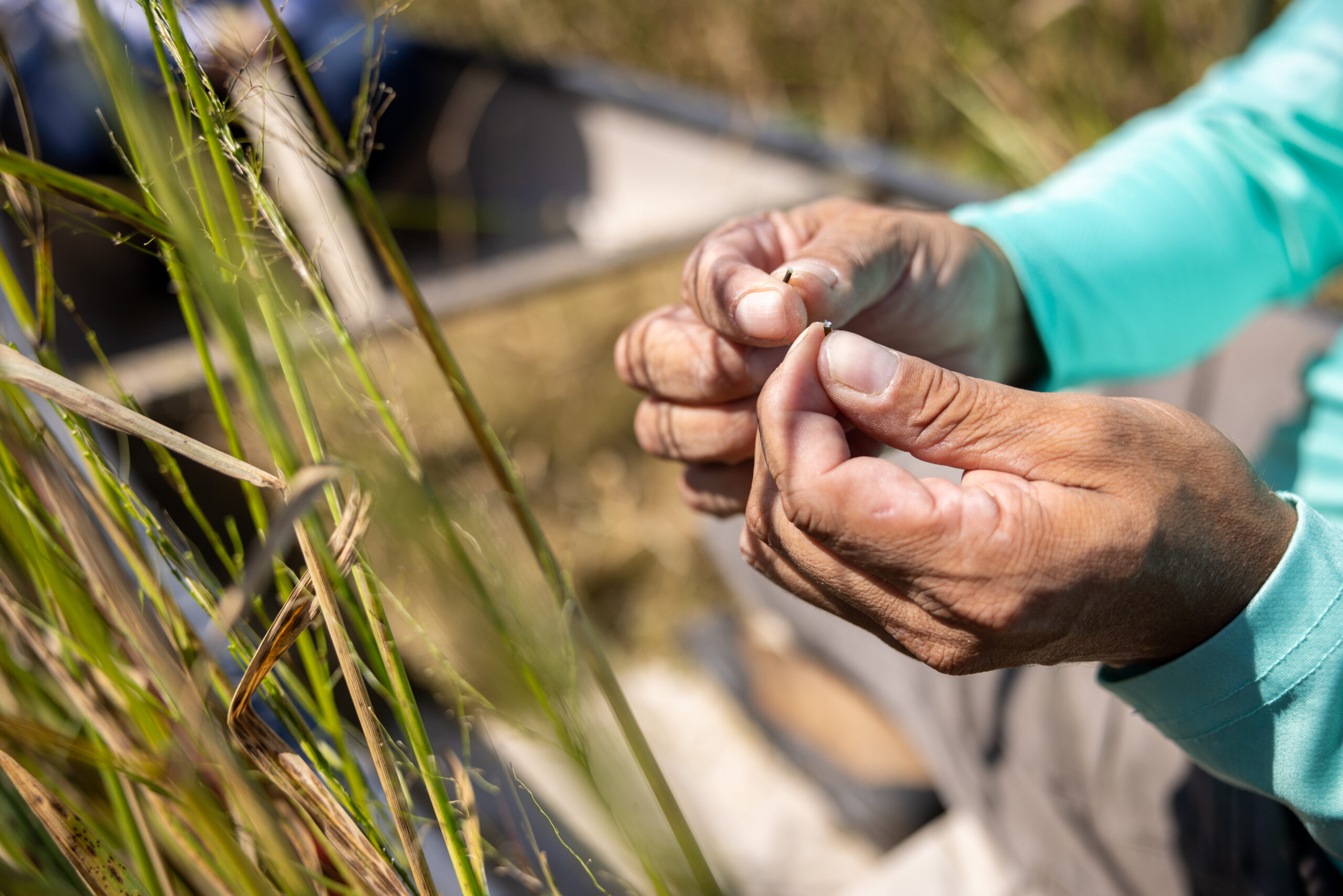 a person holding wild rice