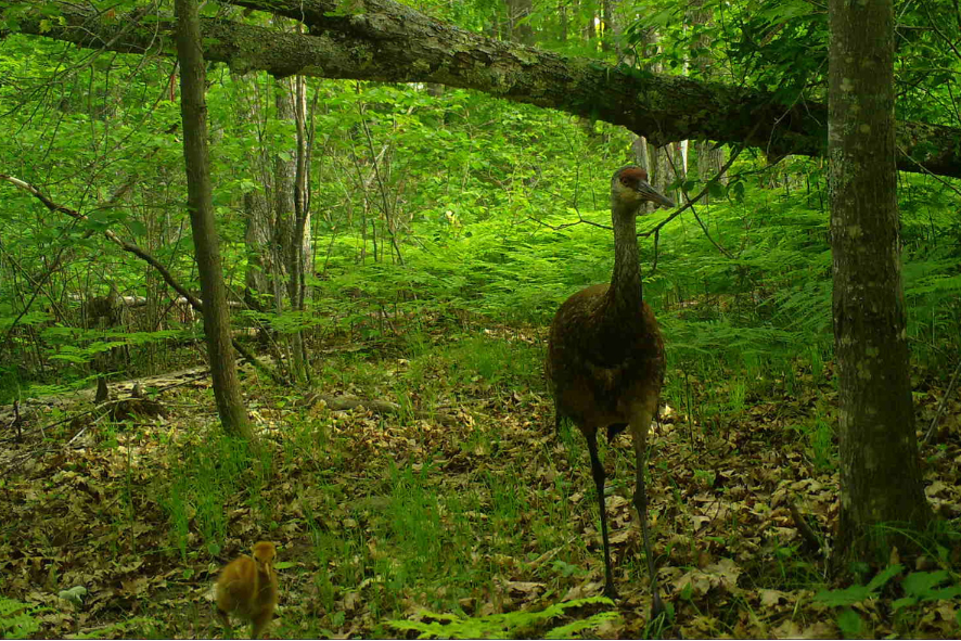 An adult sandhill crane and its chick in the forest