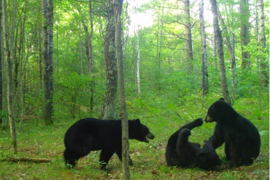 three bears playing on the forest floor