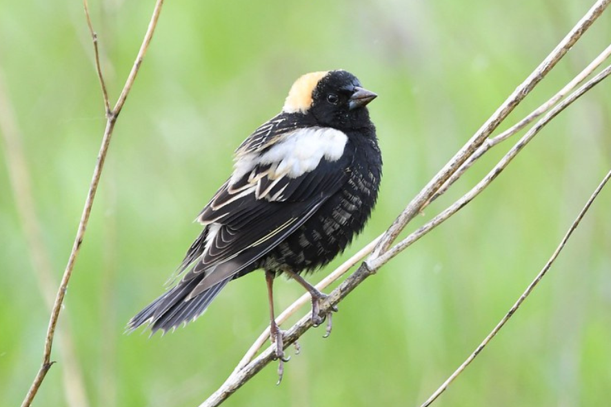 The 2024 Great Wisconsin Birdathon bird of the year, a bobolink perched on a thin tree branch