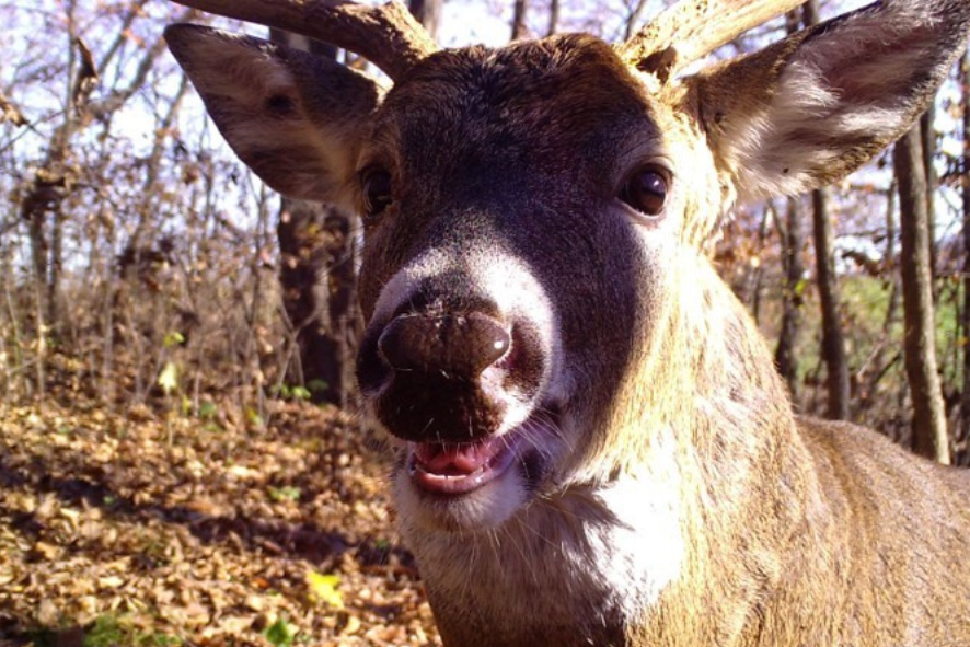 A white-tailed deer smiling at a trail camera in a wooden area of Wisconsin