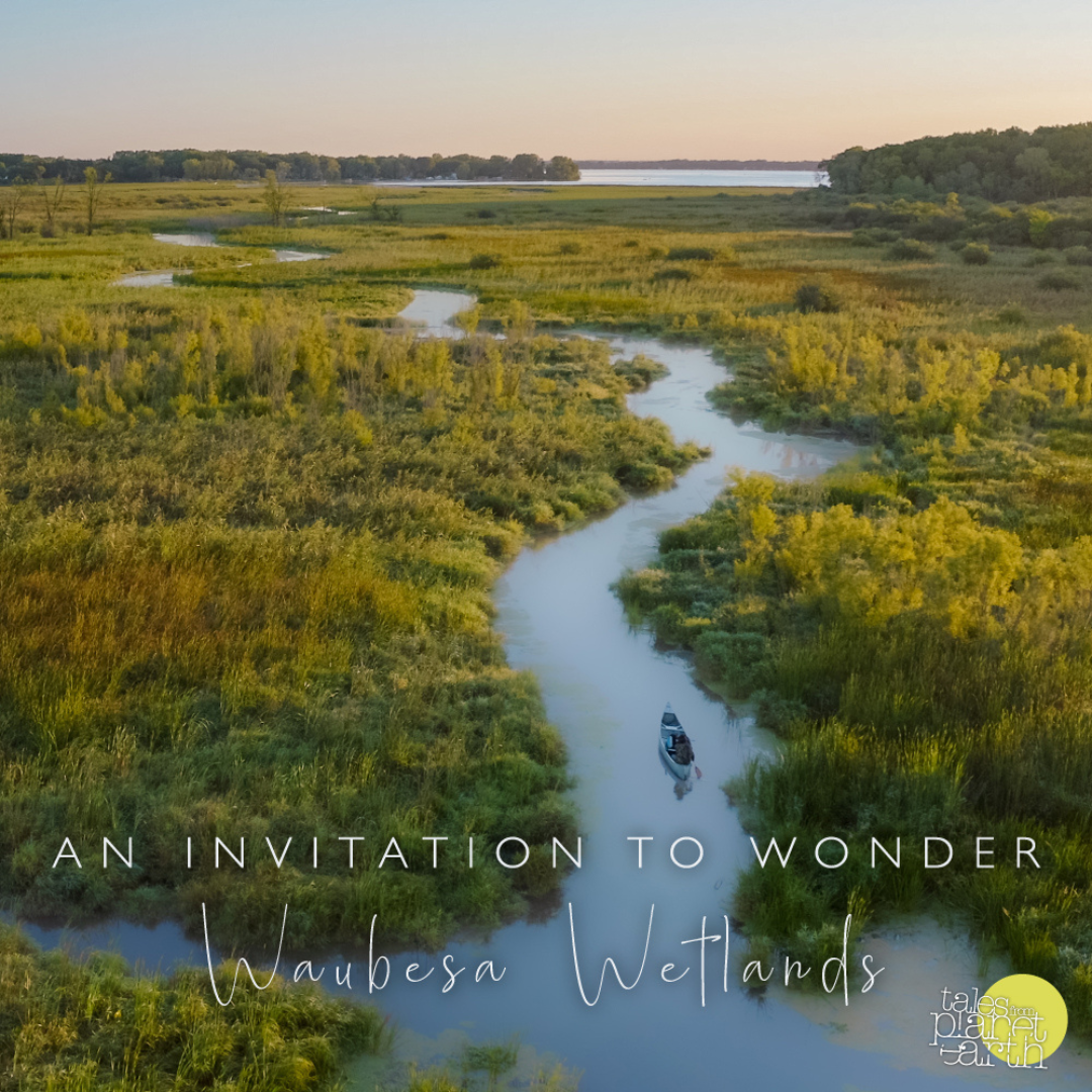 An aerial shot of someone kayaking along a river going through a wetlands at golden hour, the same image with text that read An Invitation to Wonder Waubesa Wetlands with the tales from planet earth logo in the bottom righthand corner<br />
