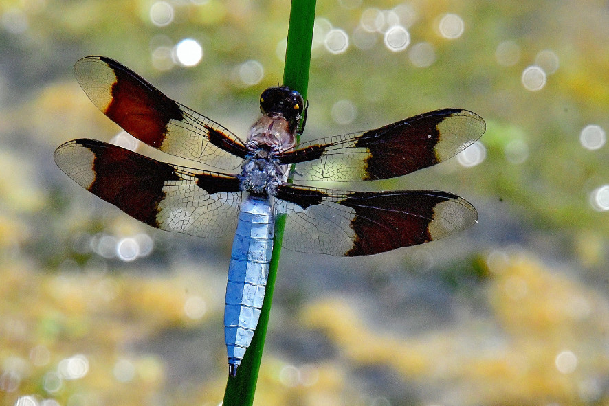 A dragonfly resting on a thin branch above sparkling water of a pond