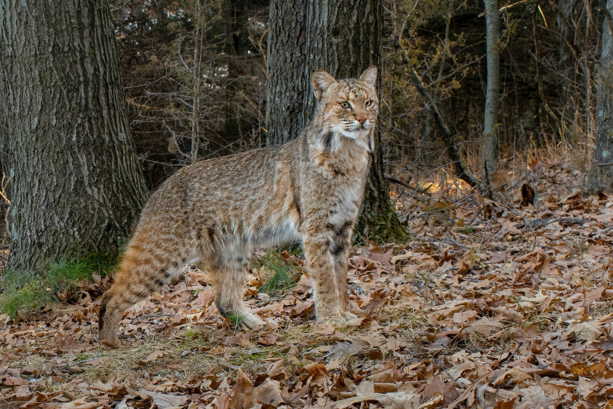 A bobcat standing on a pile of fallen leaves in a forest