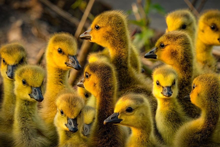 Close up of a group of goslings