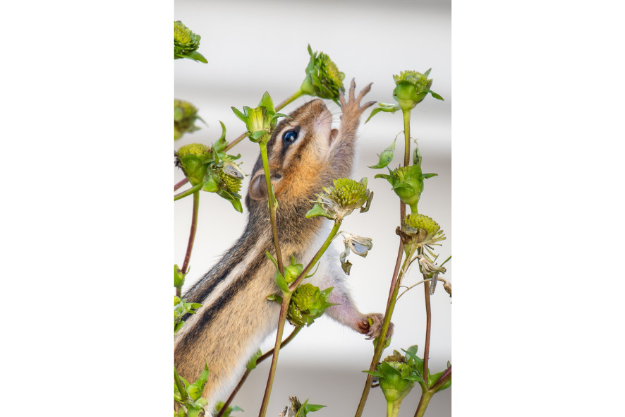 A chipmunk reaching up to grab a plant