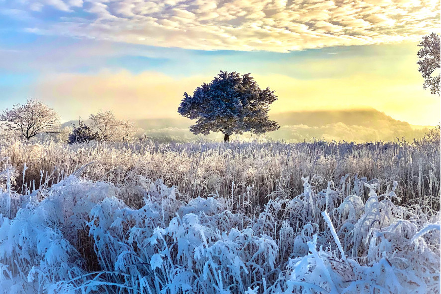 A field covered in frost with a tree in the center and a golden colored winter sky in the background