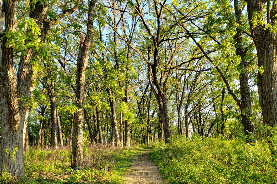 Hiking trail through a well-lit forest