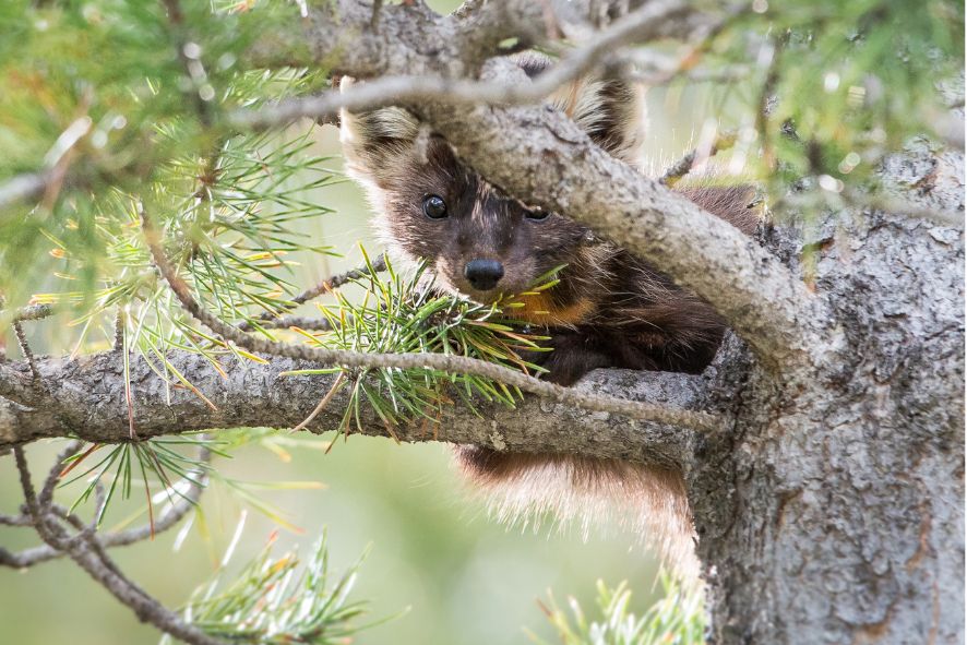 An American marten peeks through tree branches