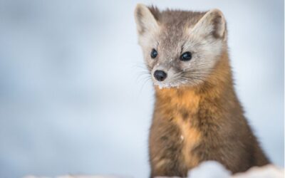 Meet the American Marten, Wisconsin’s only endangered mammal