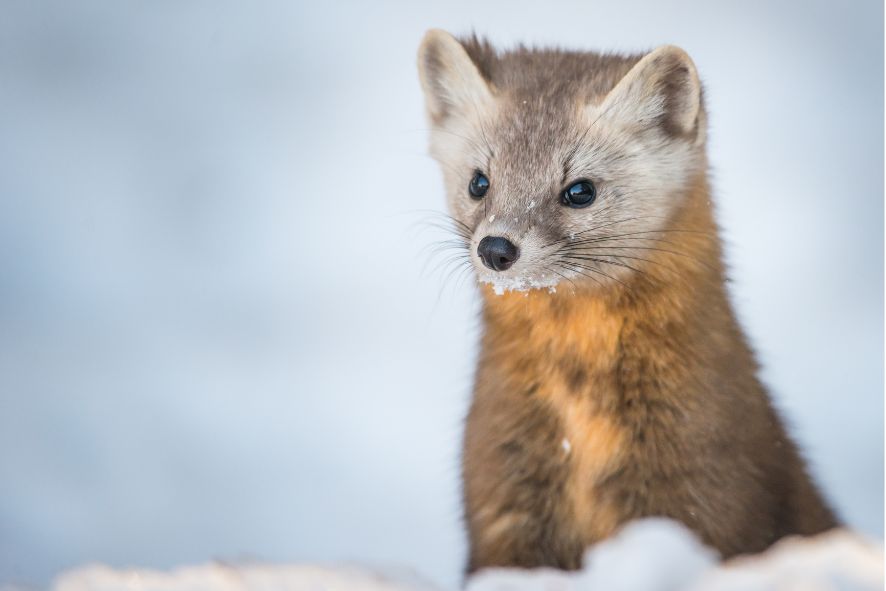 Meet the American Marten, Wisconsin’s only endangered mammal