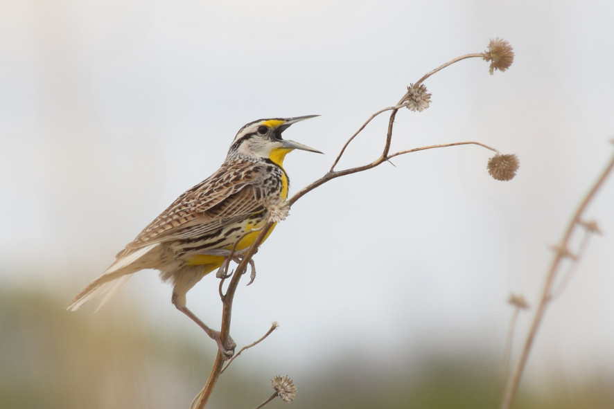 An Eastern Meadowlark perched on a thin branch.