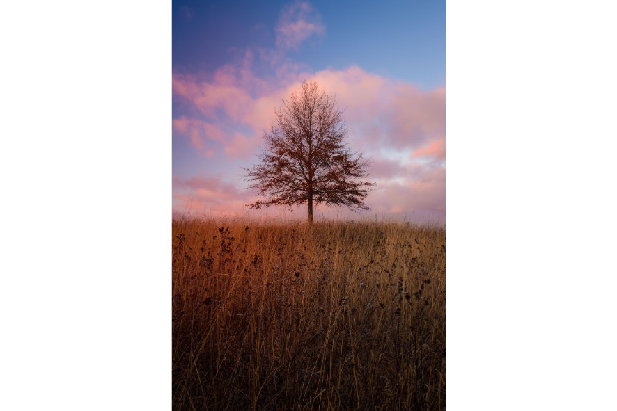 A lone tree in a field at golden hour with pink clouds in the background