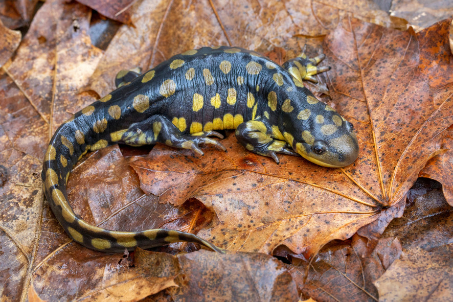 An Eastern Tiger Salamander laying on a pile of wet fall leaves