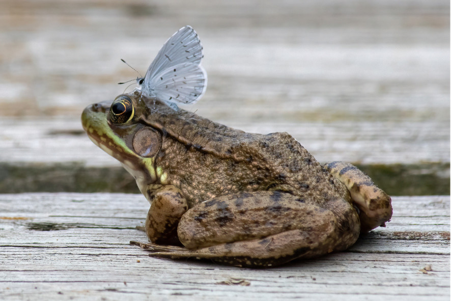 A small butterfly sitting on a frog's head