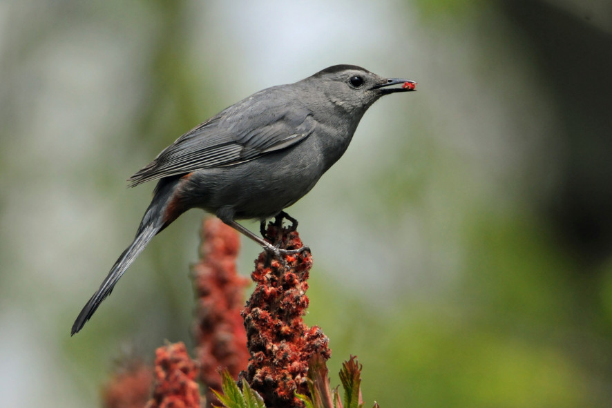 A grey catbirds perched on a sumac plant with a sumac seed in its mouth