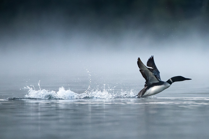 A loon taking off from a lake with mist in the background