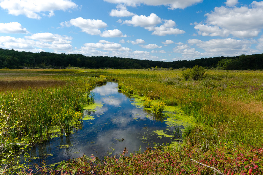 A fen landscape at Lulu Lake State Natural Area. 