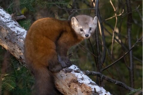 Meet the American Marten, Wisconsin's Only Endangered Mammal