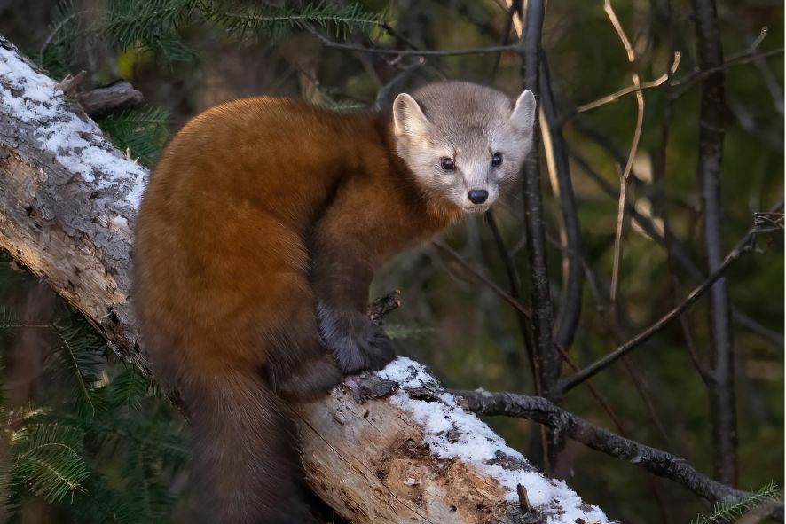 American (pine) marten sitting on a log in a forest